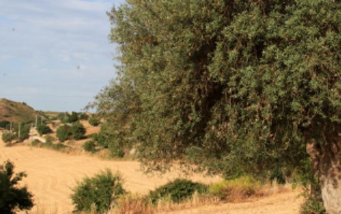 LA COLTIVAZIONE DELL'OLIO IN SICILIA GIA' 3700 ANNI FA: UNA RICERCA INTERNAZIONALE RIVELA  LE ORIGINI DEL PAESAGGIO MEDITERRANEO